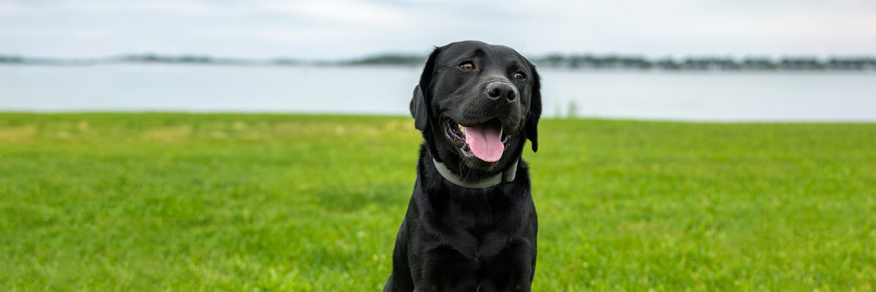 Beacon, black dog, sitting on the lawn with the ocean behind him.