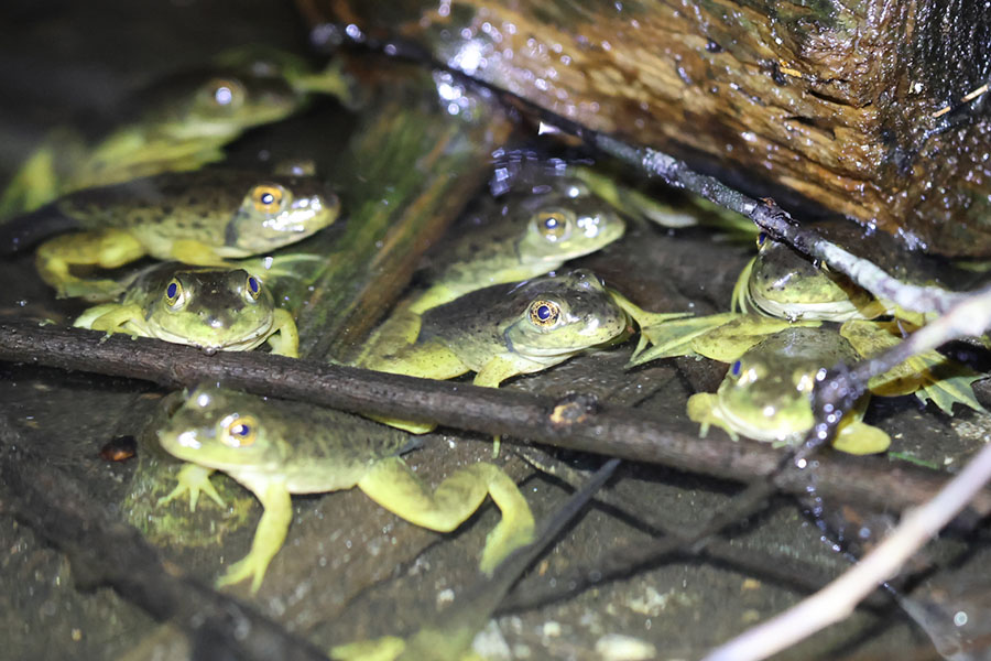A section of a pond in Minute Man National Historical Park filled with bullfrog (Lithobates catesbeianus) metamorphs. After spending one to three years as tadpoles in the larval stage, they have finally started transforming into frogs.